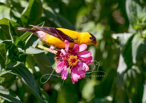 A vibrant yellow male American Goldfinch perched on a pink Zinnia.r