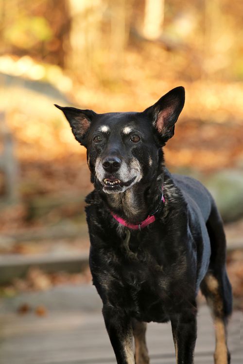 An older shepherd mix and rescue dog is looking relaxed at the camera in golden Fall light