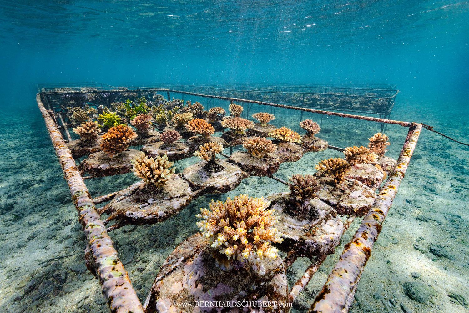 Coral Farm