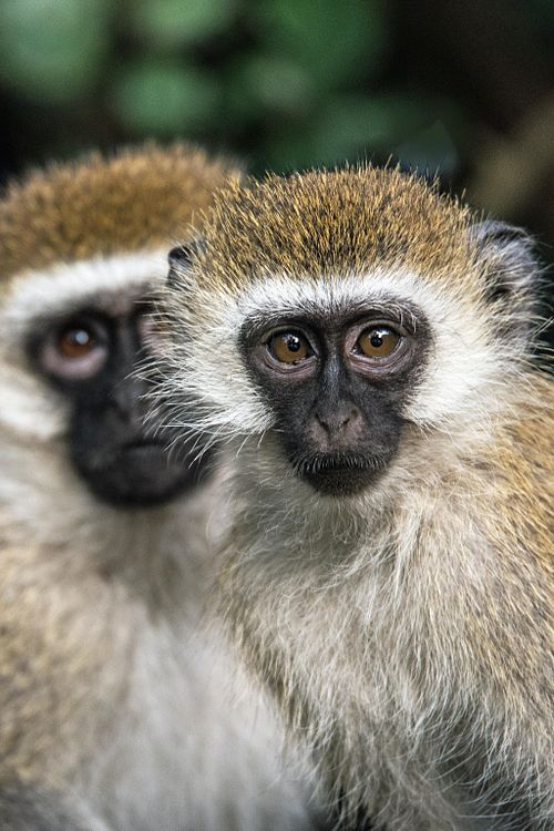 The Amazon Rainforest