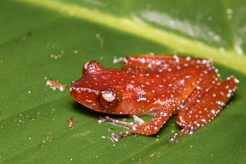 Nyctixalus pictus - Gefleckter Katzenaugenfrosch